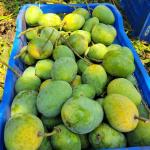গোবিন্দভোগ আম (Regular)
