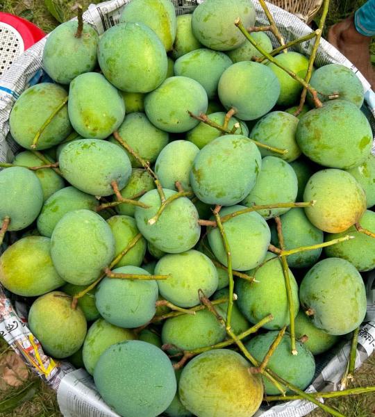 গোবিন্দভোগ আম (Regular)