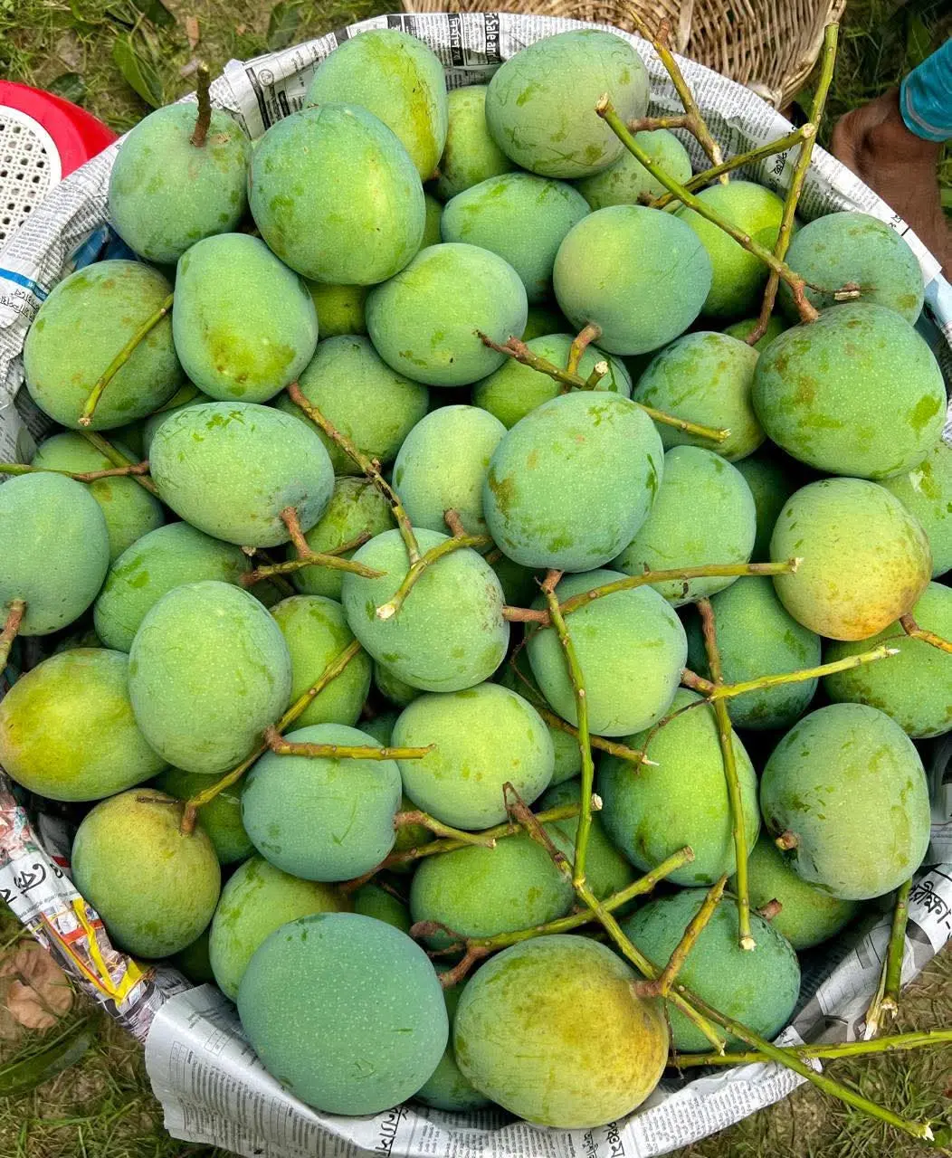 গোবিন্দভোগ আম (GobindobhogMango)